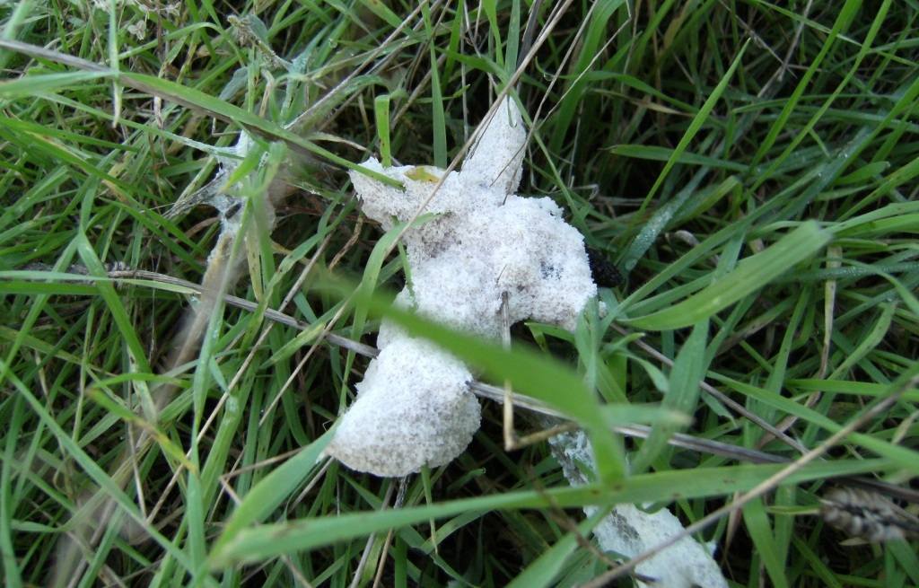Ammasso gelatinoso